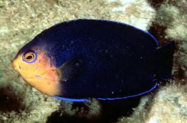Centropyge argi - Blauer Zwergkaiserfisch