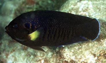 Centropyge flavipectoralis - Mondstrahl Zwergkaiserfisch