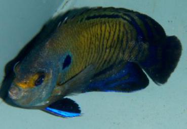 Centropyge multispinis - Brauner Zwergkaiserfisch