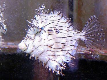 Chaetodermis penicilligerus - Fransen Feilenfisch