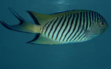 Genicanthus melanospilos - Pazifischer Zebrakaiserfisch Männchen