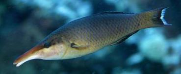 Gomphosus varius - Langnasen Lippfisch weiblich