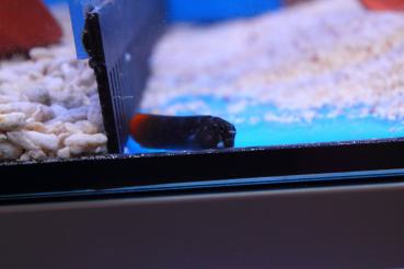 Ecsenius bicolor - zweifarbiger Schleimfisch