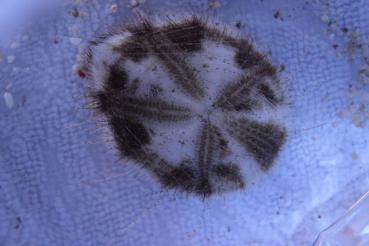 Maretia planulata - Irregulärer Herzseeigel
