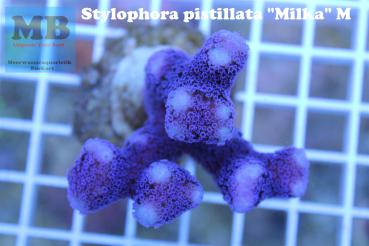 Stylophora pistillata"Milka" Gr. M
