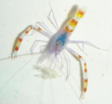 Stenopus tenuirostris - Blaukörper Scherengarnele