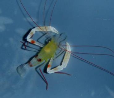 Stenopus zanzibaricus - Zanzibar Scherengarnele