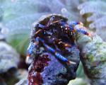 Clibanarius tricolor - Blaubein Einsiedlerkrebs