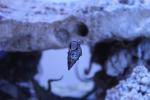 Cerithium caeruleum - Afrikanische Nadelschnecke
