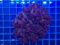 Preview: Pocillopora verrucosa Pink WYSIWYG