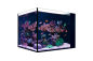 Preview: Red Sea Desktop Peninsula Aquarium - OHNE Schrank