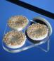 Preview: Knepo Coral Rack nano XS bis 10mm Glasdicke