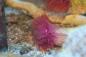 Preview: Protula bispiralis - Kalkröhrenwurm rot - rot/weiß - orange