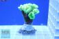 Preview: Caulestrea furcata neongrün