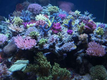 Korallenzucht Magnesium Komplex Konzentrat 1000ml