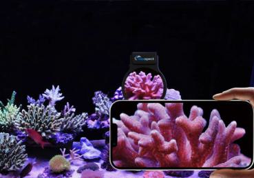 Maxspect Pastel Reef Magnifier L
