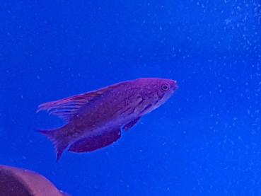 Paracheilinus cyaneus - Blauer Zwerglippfisch