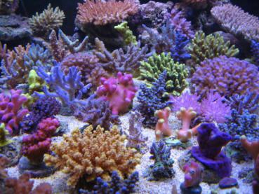 Korallenzucht Magnesium Komplex 500ml