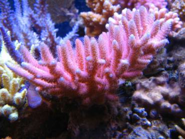 Korallenzucht Strontium Komplex Konzentrat 1000ml