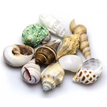 Hobby Sea Shells Set M 10 Stück