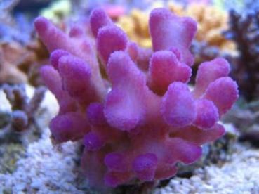 Korallenzucht Strontium Komplex 500ml