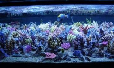 Korallenzucht T5 Coral Light New Generation 80 W