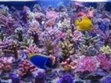 Korallenzucht T5 Coral Light Fiji Purple 80 W