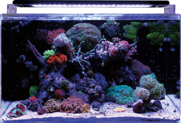 BlueMarine Reef 160 Aquarium