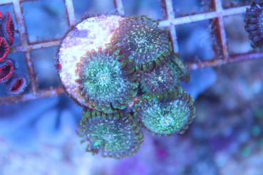 zoanthus Hawaiian PE Ableger 1-3 Polypen
