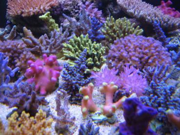 Korallenzucht Meerwasser Komplex All in One 500ml