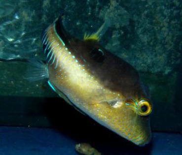 Canthigaster rostrata - Karibischer Spitzkopf Kugelfisch