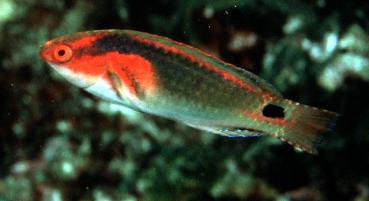 Cirrhilabrus exquisitus - Pracht-Zwerglippfisch
