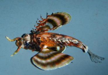 Dendrochirus biocellatus - Pfauenaugen Zwergfeuerfisch