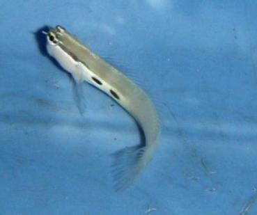 Ecsenius bimaculatus - Gestreifter Schleimfisch