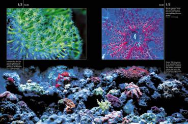 Das Korallenriff-Aquarium - Band 1
