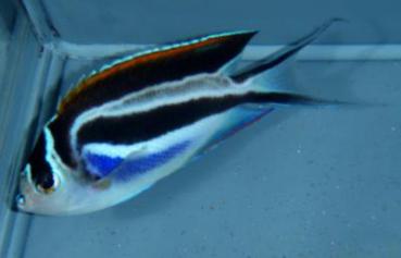 Genicanthus bellus - Pracht Lyrakaiserfisch Weibchen