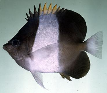 Hemitaurichthys zoster - Schwarzer Pyramiden-Falterfisch