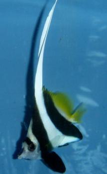 Heniochus acuminatus - Rotmeer Wimpelfisch