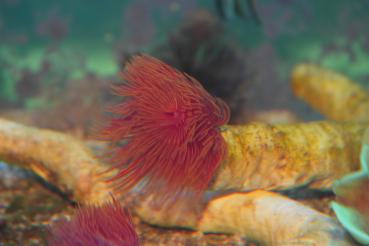 Protula bispiralis - Kalkröhrenwurm rot - rot/weiß - orange