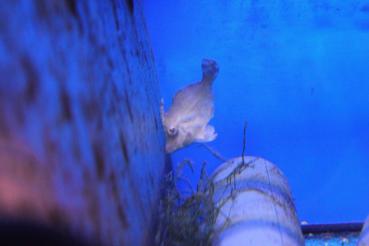 Acreichthys tomentosus - Seegras- oder Tangfeilenfisch