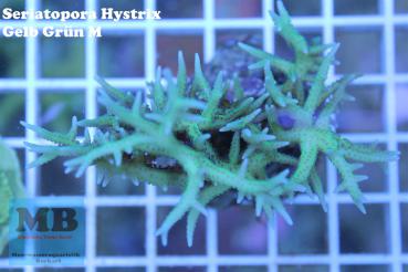 Seriatopora Hystrix Gelb - Grün