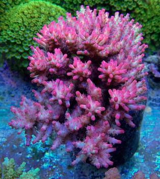 Korallenzucht Eisen Konzentrat - neue Mischung 50ml