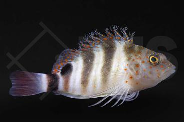 Amblycirrhitus pinos - Karibischer Korallenwächter