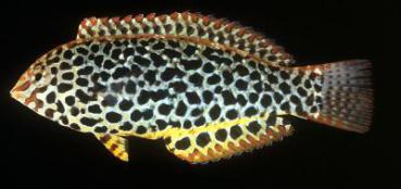 Macropharyngodon meleagris - Leoparden Junker