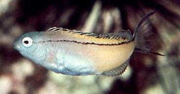 Meiacanthus nigrolineatus - Rotmeer Schleimfisch