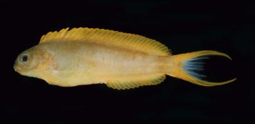 Meiacanthus oualanensis - Gelber Schleimfisch