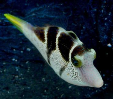 Paraluteres prionurus - Schwarzsattel Feilenfisch