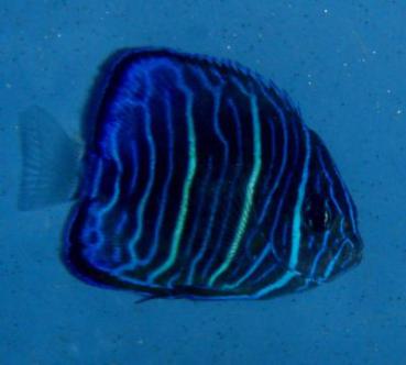 Pomacanthus annularis - Ringkaiserfisch juvenil