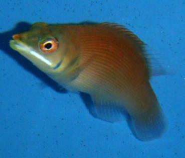 Pseudocheilinus evanidus  - Streifen Zwerglippfisch