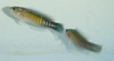 Pseudochromis cyanotaenia - Blaustreifen Zwergbarsch Männchen